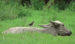 八哥最新视频爆料,娱乐圈幕后真相大曝光！